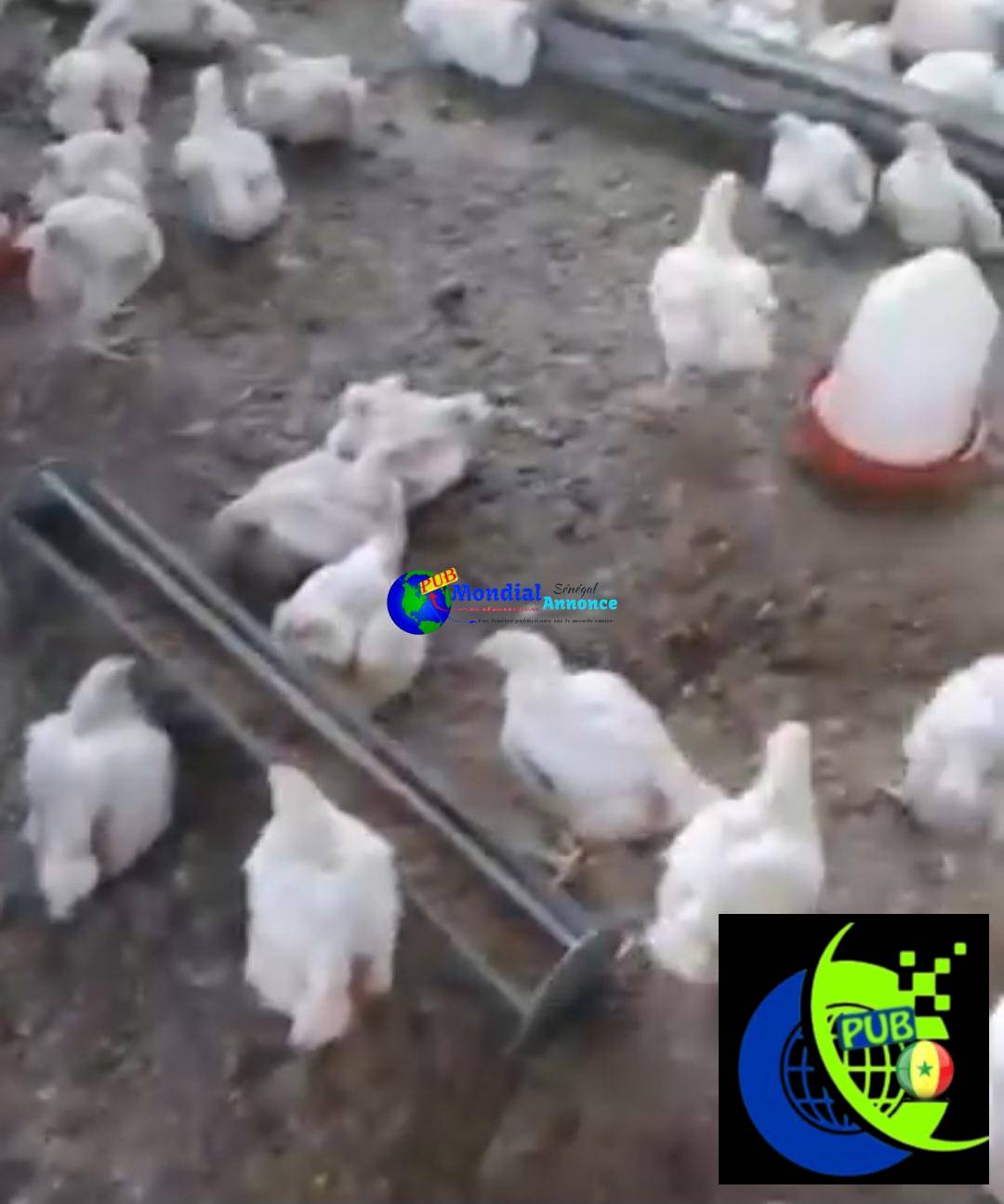 Gros Poulets de Chair Disponibles à Thiès