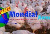 Poulets de 2 Kg de Qualité Supérieure disponibles aux Parcelles Assainies