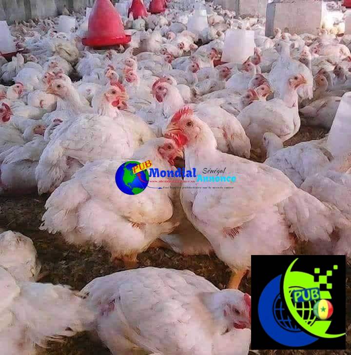 Poulets de 2 Kg de Qualité Supérieure disponibles aux Parcelles Assainies