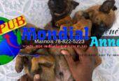 Chiots Bergers Malinois Vaccinés à Vendre. Contact : 788225223