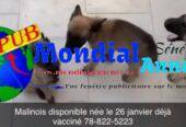 Chiots Bergers Malinois Vaccinés à Vendre. Contact : 788225223