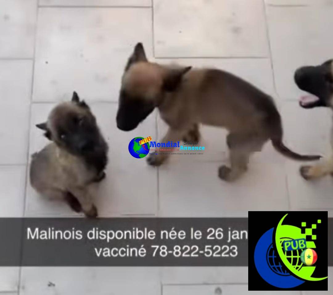 Chiots Bergers Malinois Vaccinés à Vendre. Contact : 788225223