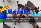 Chiots Bergers Malinois Vaccinés à Vendre. Contact : 788225223