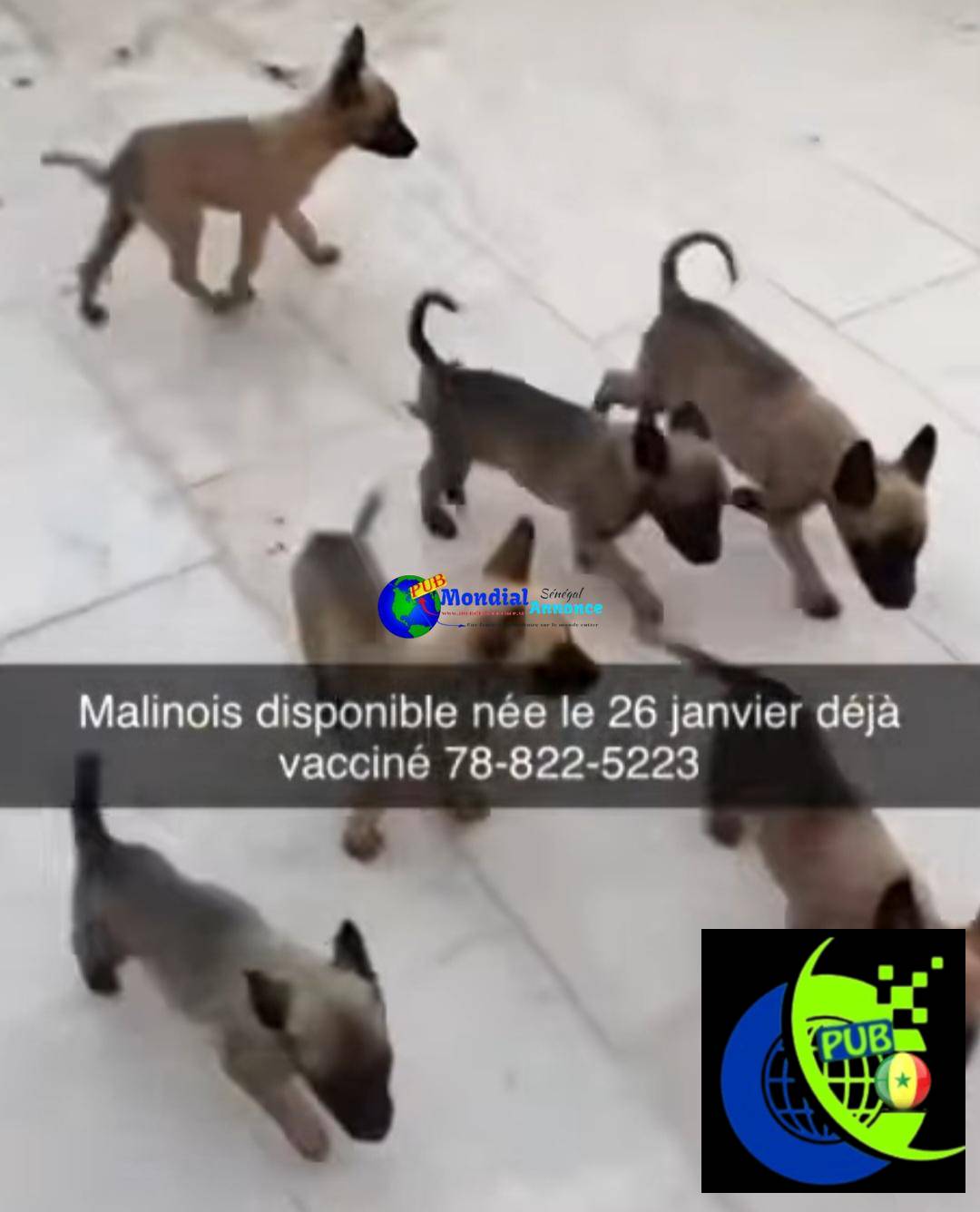 Chiots Bergers Malinois Vaccinés à Vendre. Contact : 788225223