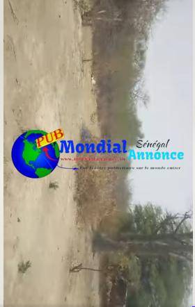 Champ de 2 hectares à vendre à Sanghé – 300 m de la route nationale