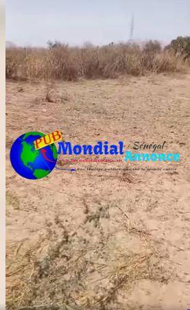 Vente de champ de 5 hectares à Dieumoye (Fandène, Thiès) – Sol Dior fertile