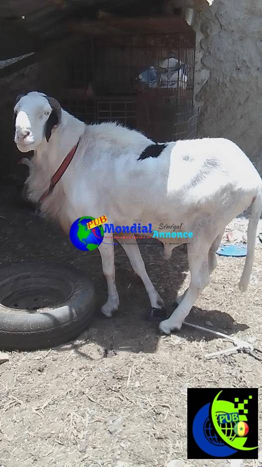 khar bou makk té sour à vendre à Keur Massar 78 441 95 91