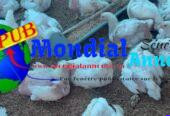 Poulets de Chair Frais en Gros – 1,5 kg à 1,6 kg disponibles