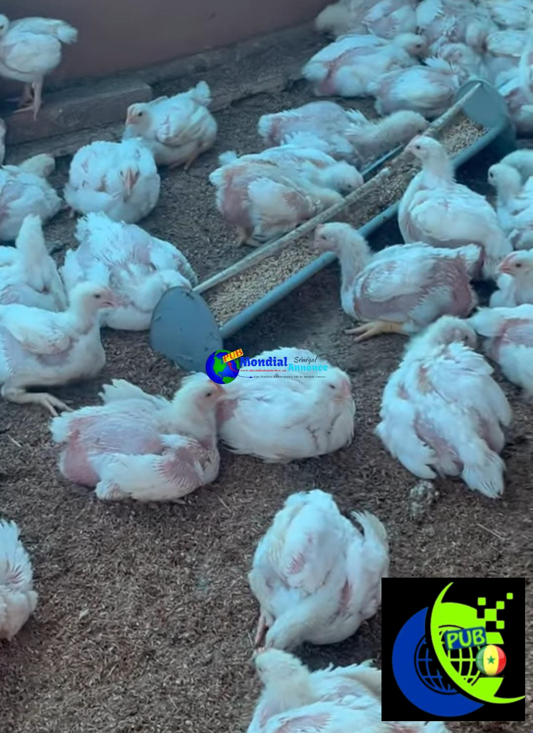 Poulets de Chair Frais en Gros – 1,5 kg à 1,6 kg disponibles