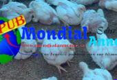 Poulets de Chair Frais en Gros – 1,5 kg à 1,6 kg disponibles