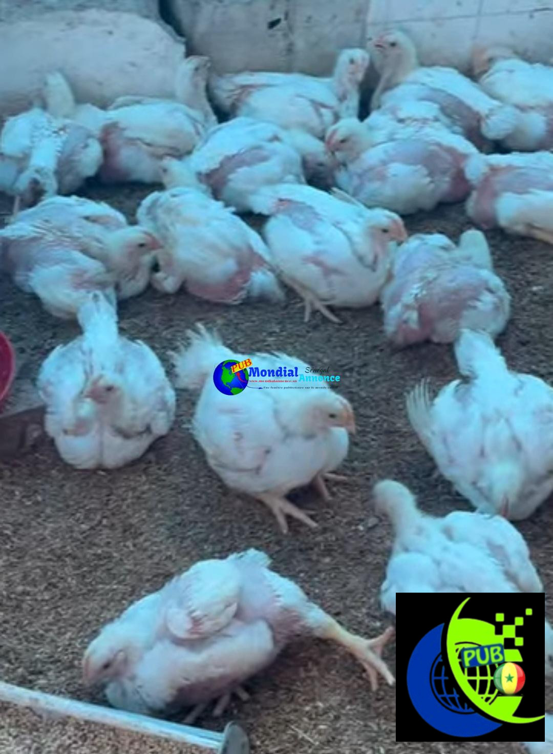 Poulets de Chair Frais en Gros – 1,5 kg à 1,6 kg disponibles