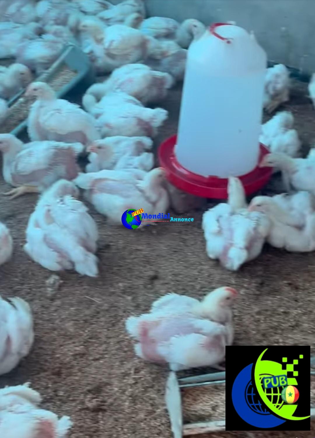 Poulets de Chair Frais en Gros – 1,5 kg à 1,6 kg disponibles