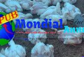 Poulets de Chair Frais en Gros – 1,5 kg à 1,6 kg disponibles