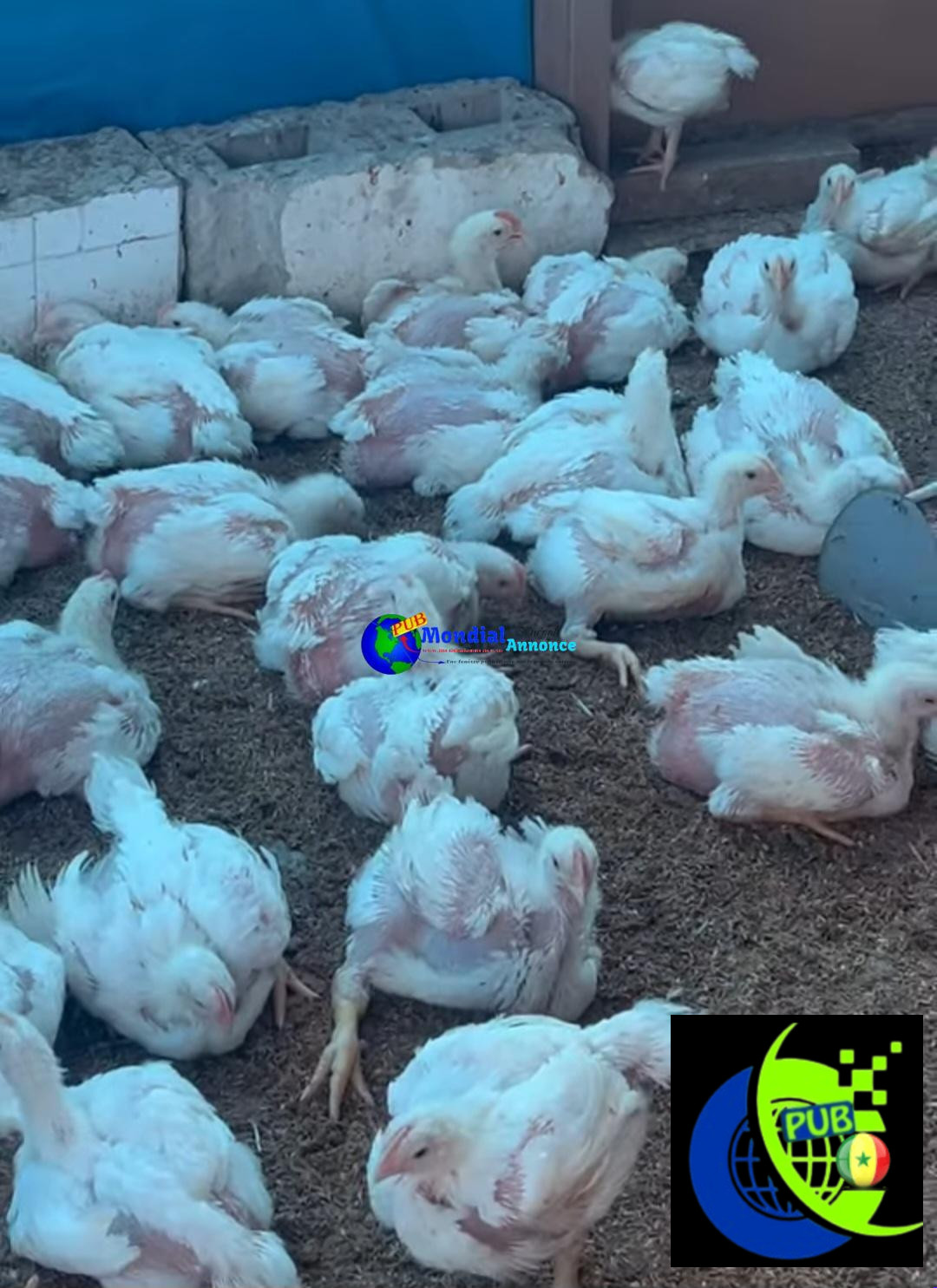 Poulets de Chair Frais en Gros – 1,5 kg à 1,6 kg disponibles