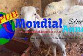 Vente de Moutons (Lot de 2 Moutons) disponibles à Pikine. Prix : 215 000 F CFA