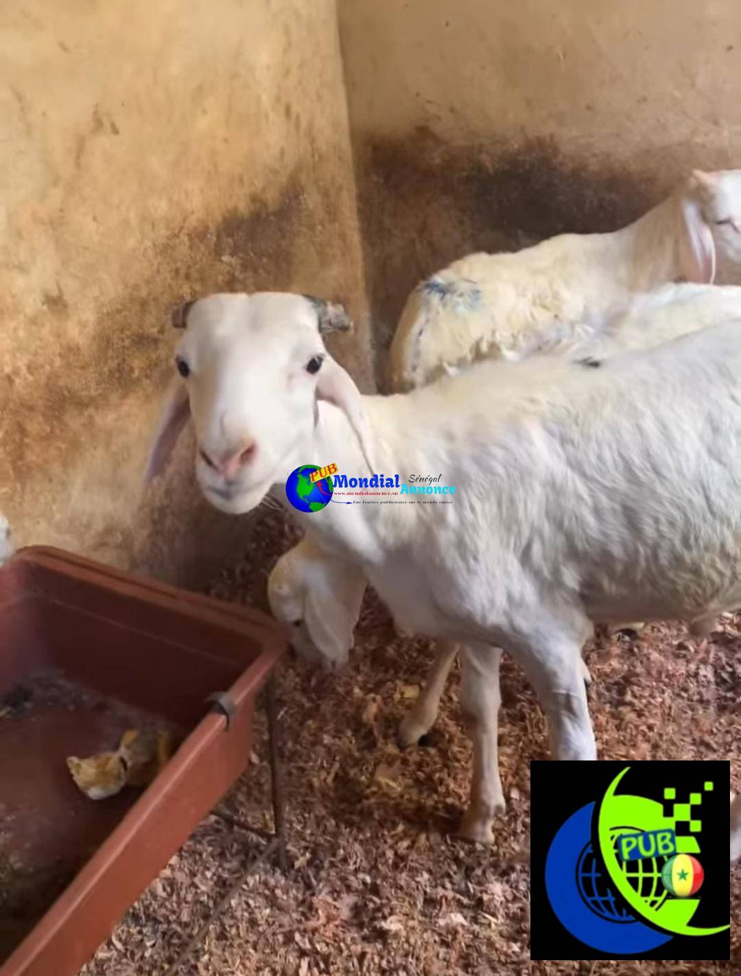 Vente de Moutons (Lot de 2 Moutons) disponibles à Pikine. Prix : 215 000 F CFA