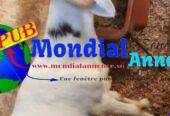 Vente de Moutons (Lot de 2 Moutons) disponibles à Pikine. Prix : 215 000 F CFA