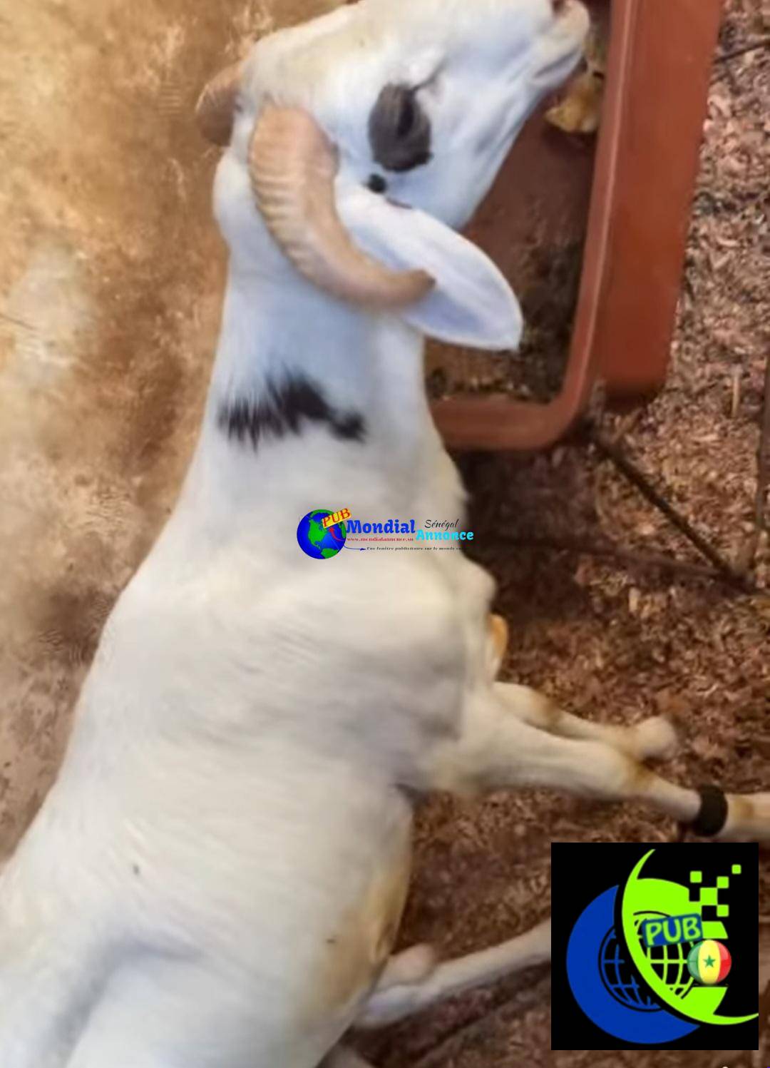 Vente de Moutons (Lot de 2 Moutons) disponibles à Pikine. Prix : 215 000 F CFA