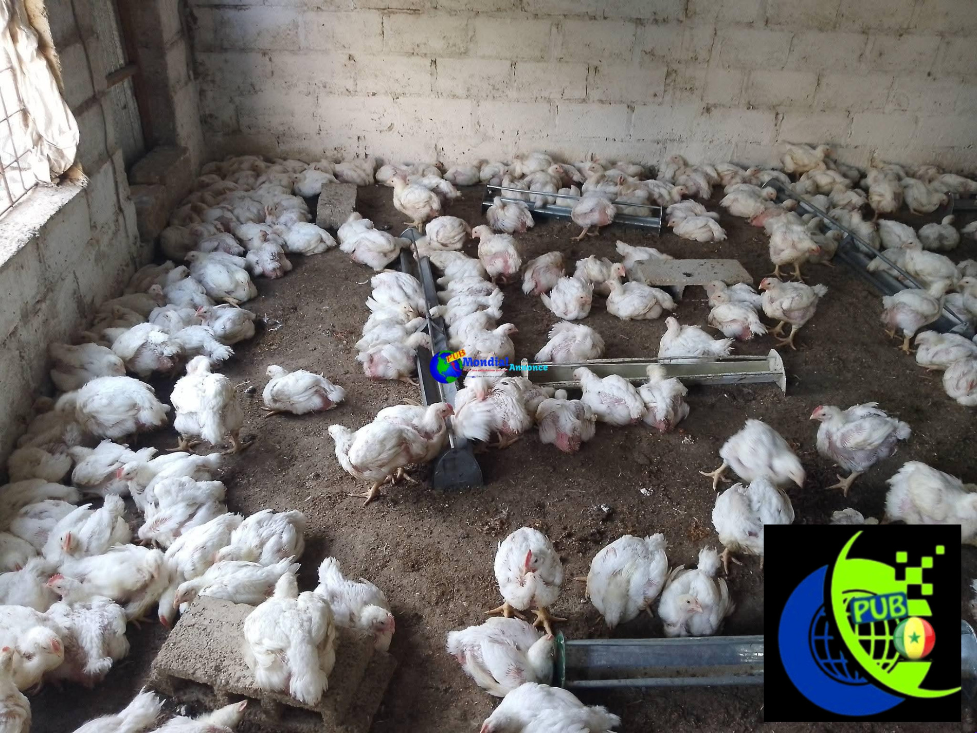 Poulets de Chair Frais de 1,6 kg à 1,8 kg disponibles à Niary Tally, Dakar