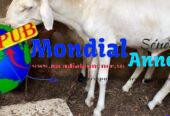 Vente de Mouton d’Élevage dispo à Dakar pour 95 000 F CFA