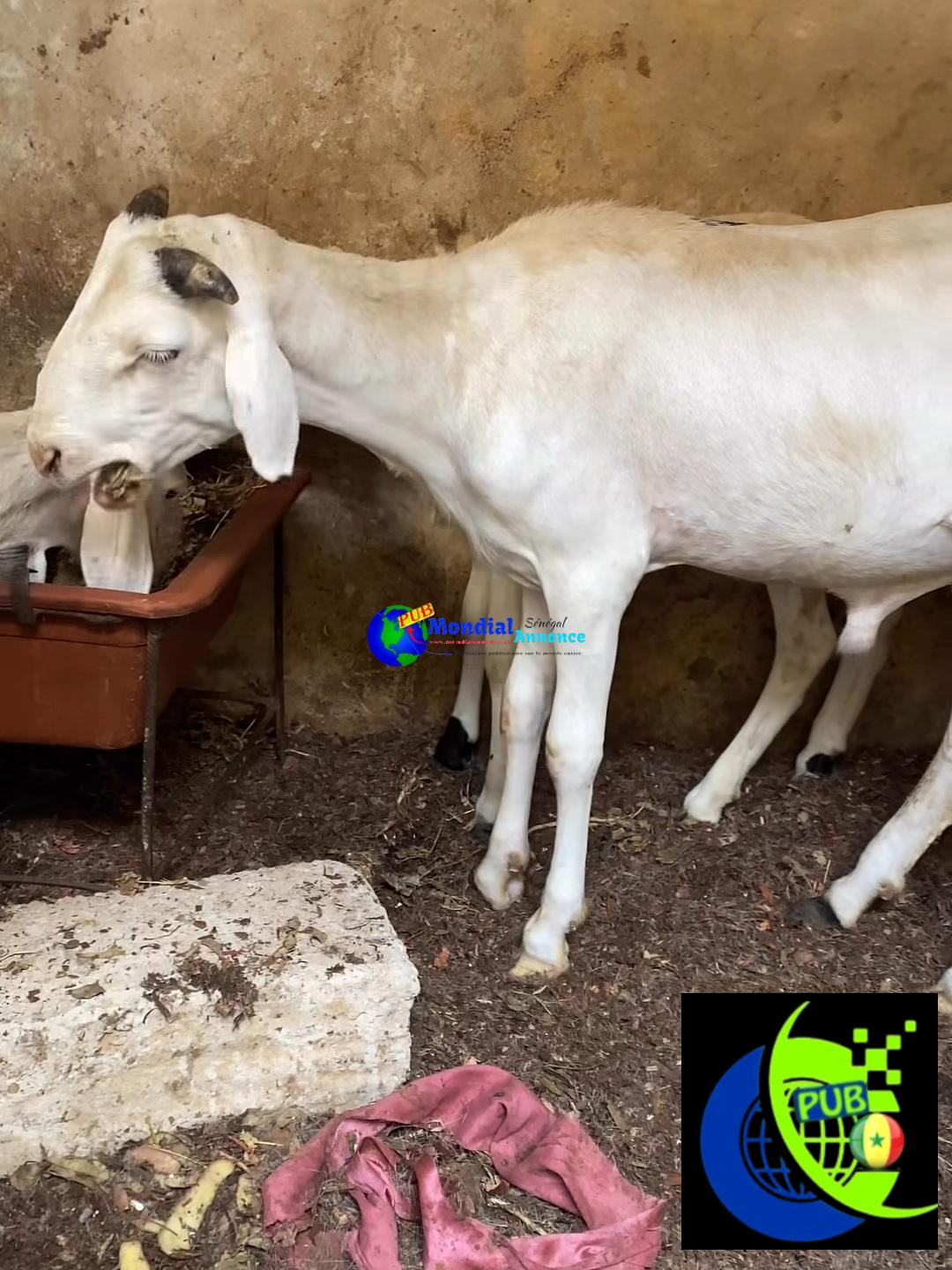 Vente de Mouton d’Élevage dispo à Dakar pour 95 000 F CFA