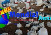 Lot de 40 Poulets Déplumés de 1,5 kg disponibles – Livraison Gratuite à Dakar