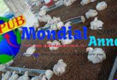 Lot de 40 Poulets Déplumés de 1,5 kg disponibles – Livraison Gratuite à Dakar