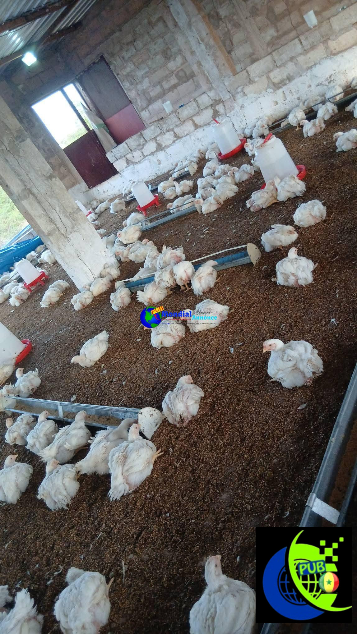 Lot de 40 Poulets Déplumés de 1,5 kg disponibles – Livraison Gratuite à Dakar