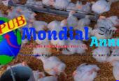 Vente : Lot de 1 000 Poulets de Chair Sur Pieds (1,7 kg à 2 kg) à Sébikotane – 3 000 F CFA (Prix Ramassage)