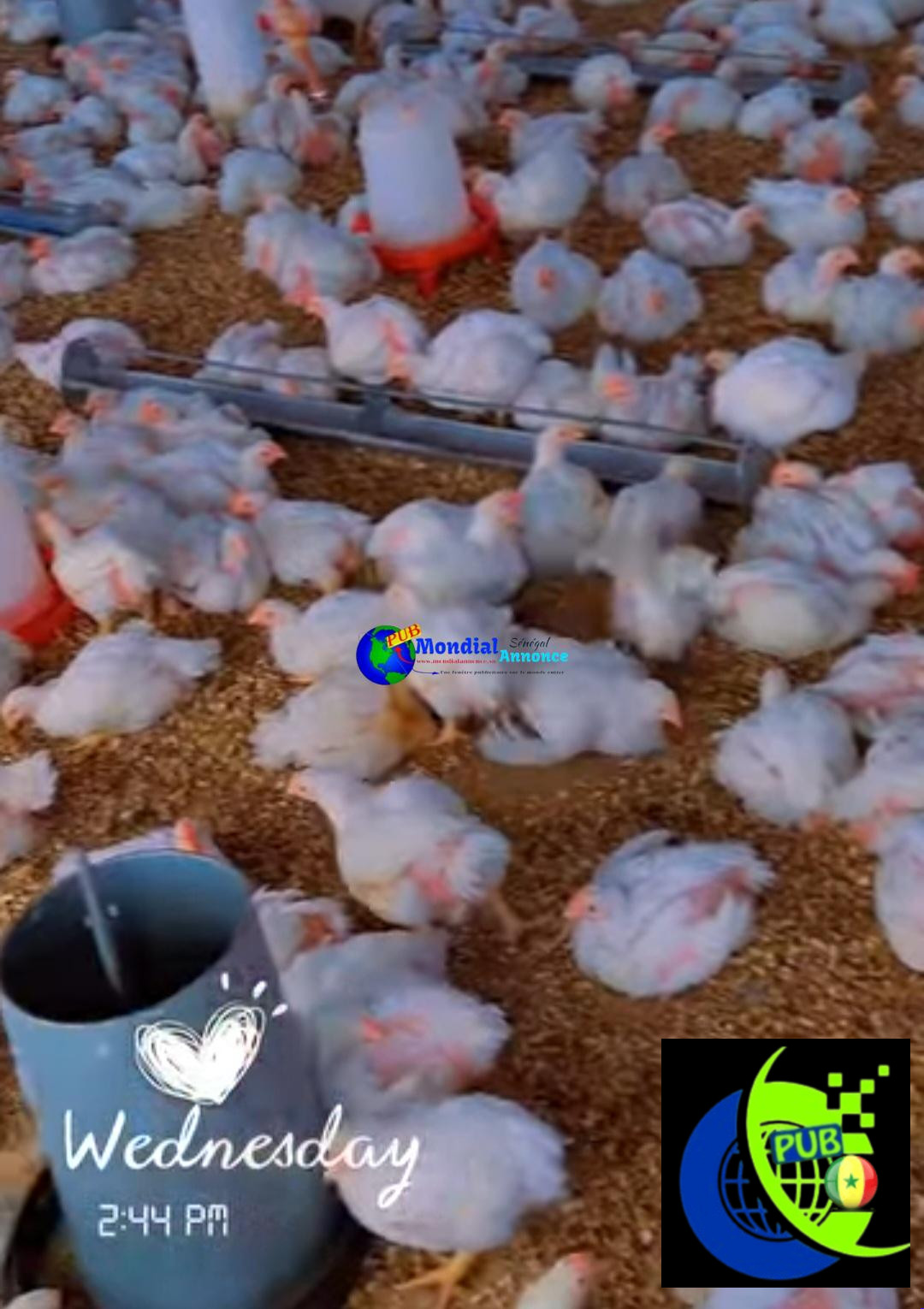 Vente : Lot de 1 000 Poulets de Chair Sur Pieds (1,7 kg à 2 kg) à Sébikotane – 3 000 F CFA (Prix Ramassage)