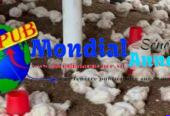 50 Poulets de Chair Disponibles à Dakar pour 3 000 F CFA / Unité