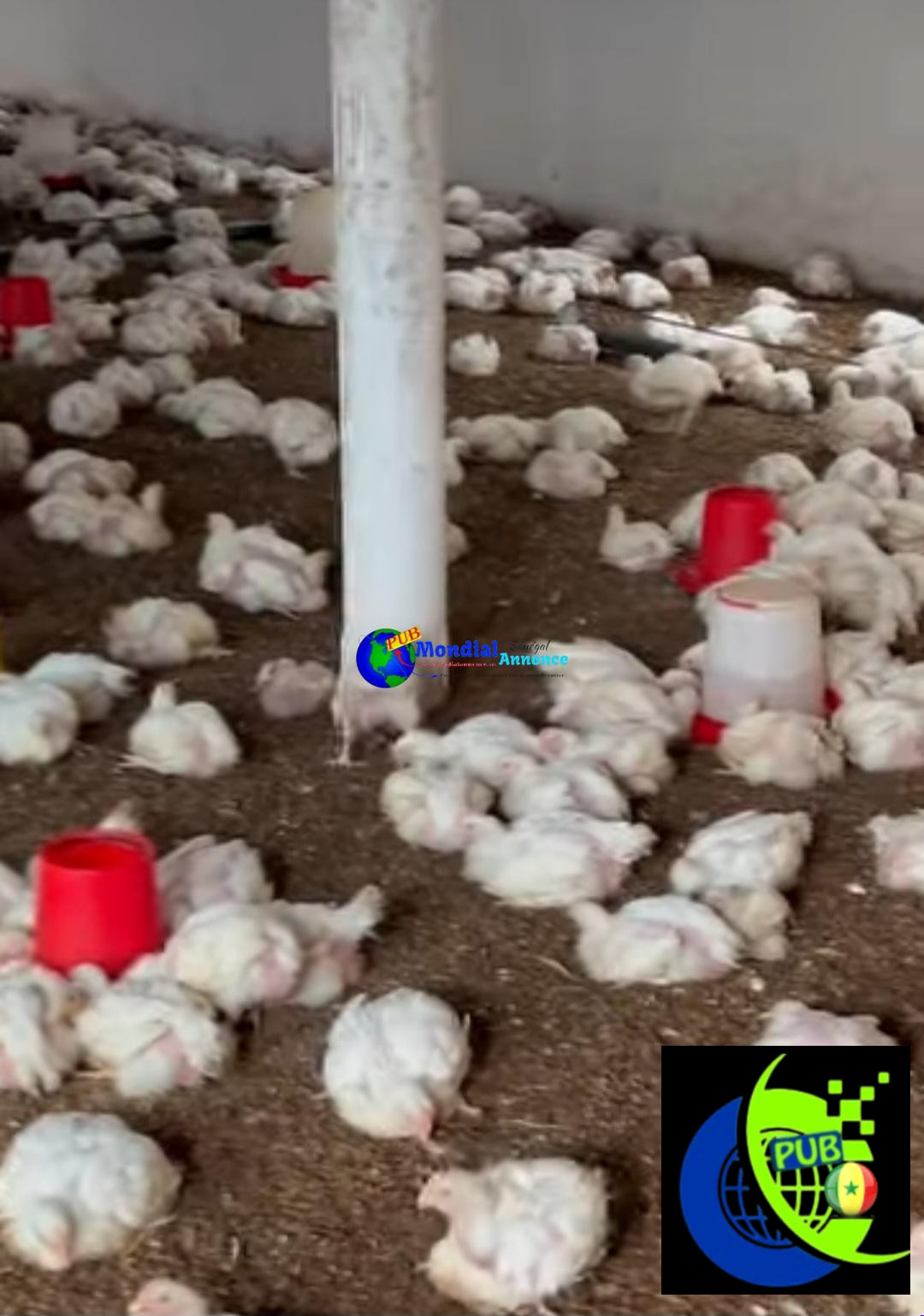 Vente : Lot de 1 000 Poulets de Chair Sur Pieds (1,7 kg à 2 kg) à Sébikotane – 3 000 F CFA (Prix Ramassage)