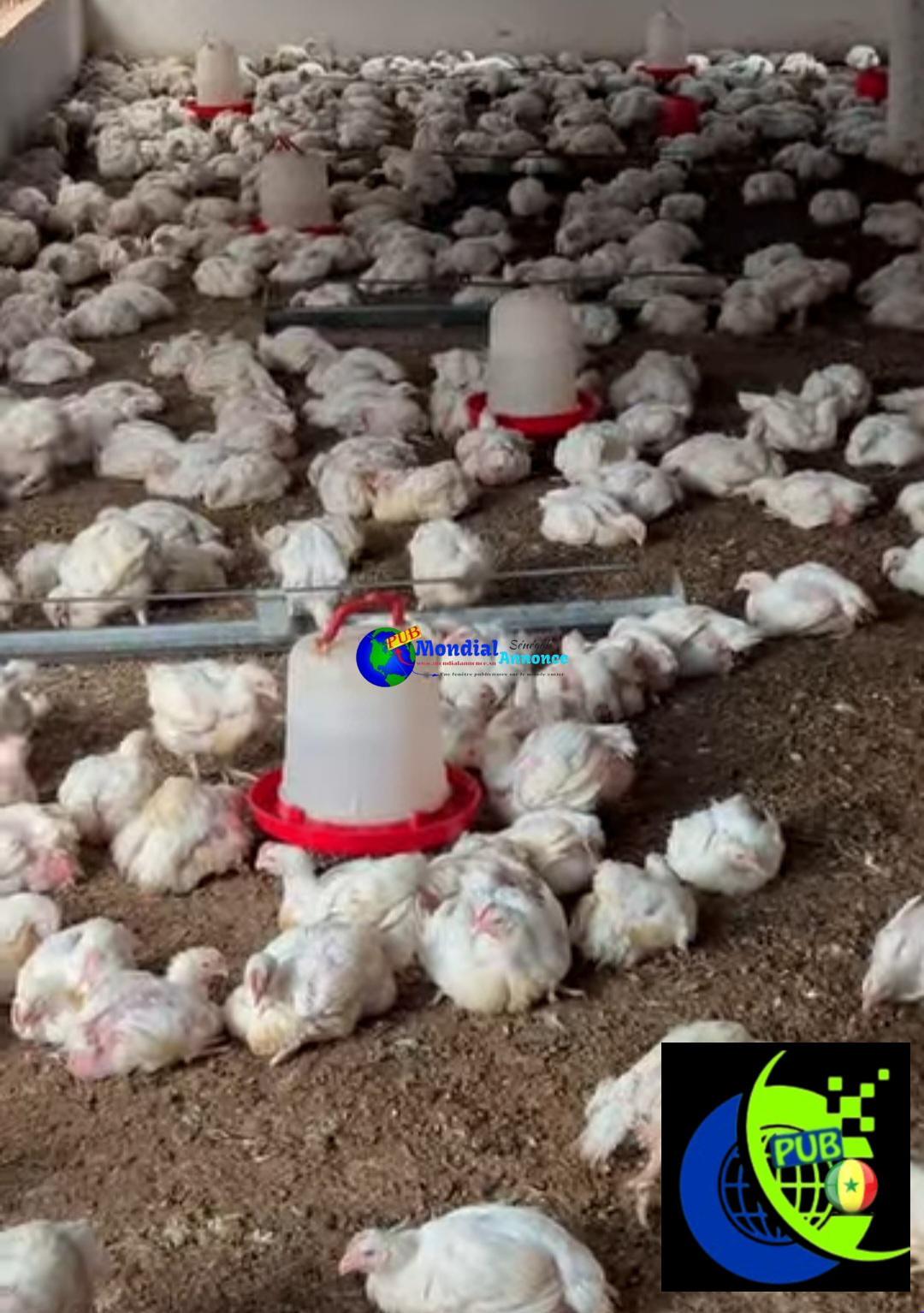 Vente : Poulets sur Pieds de 1,6 kg à Yoff (Dakar) pour 3 000 F CFA / Pièce