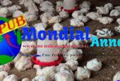 Vente : Lot de 1 000 Poulets de Chair Sur Pieds (1,7 kg à 2 kg) à Sébikotane – 3 000 F CFA (Prix Ramassage)