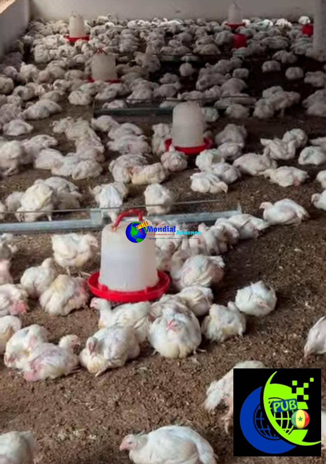 Stock de 600 Poulets sur Pieds de 1,7 kg à 2 kg disponibles à Bargny pour 2 700 F CFA / Unité