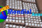 Des Œufs de Table Gros Calibre disponibles à Dakar. Contact : 789687666