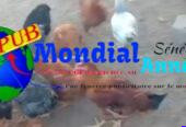 Poulets Bleue de Hollande (4 Mois et Demi) – Volailles de Race dispo à Dakar