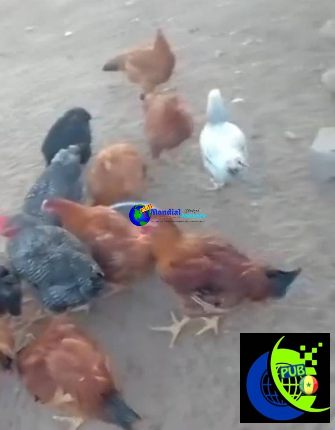 Poulets Bleue de Hollande (4 Mois et Demi) – Volailles de Race dispo à Dakar