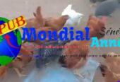 Poulets Bleue de Hollande (4 Mois et Demi) – Volailles de Race dispo à Dakar