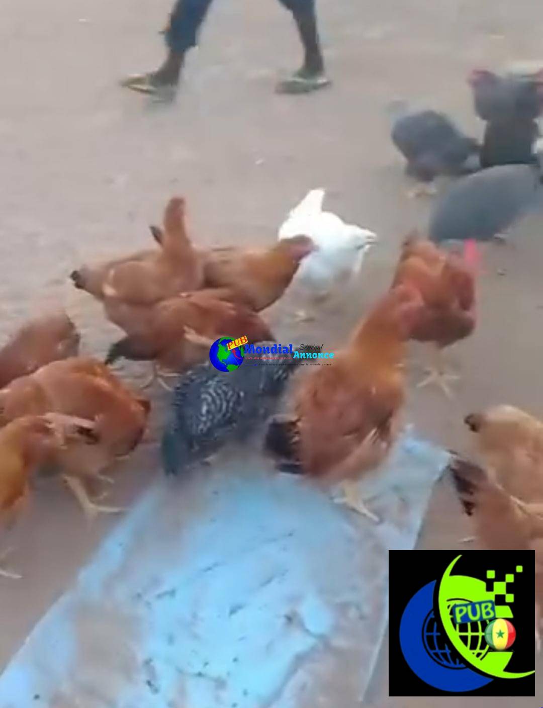 Poulets Bleue de Hollande (4 Mois et Demi) – Volailles de Race dispo à Dakar
