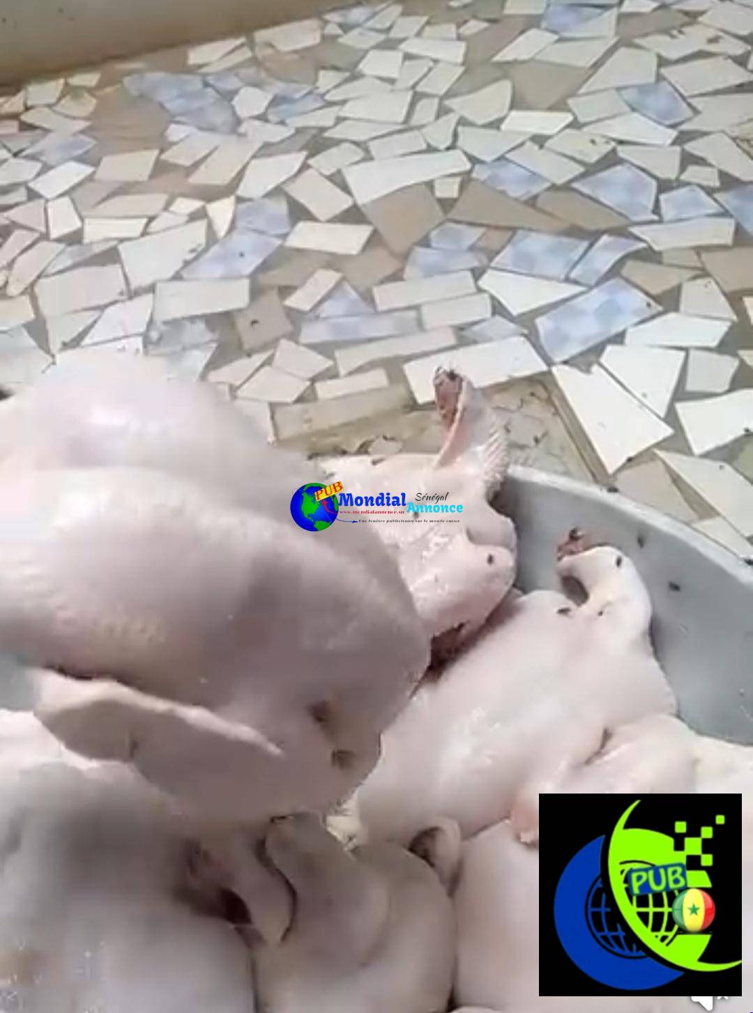 Vente : Poulets de 1,5 kg à 2kg Bien Traités et Prêts à Cuire à Sébikhotane