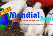 Stock de 500 Poulets sur Pieds à Malika – vendus en gros à partir de 50 Poulets