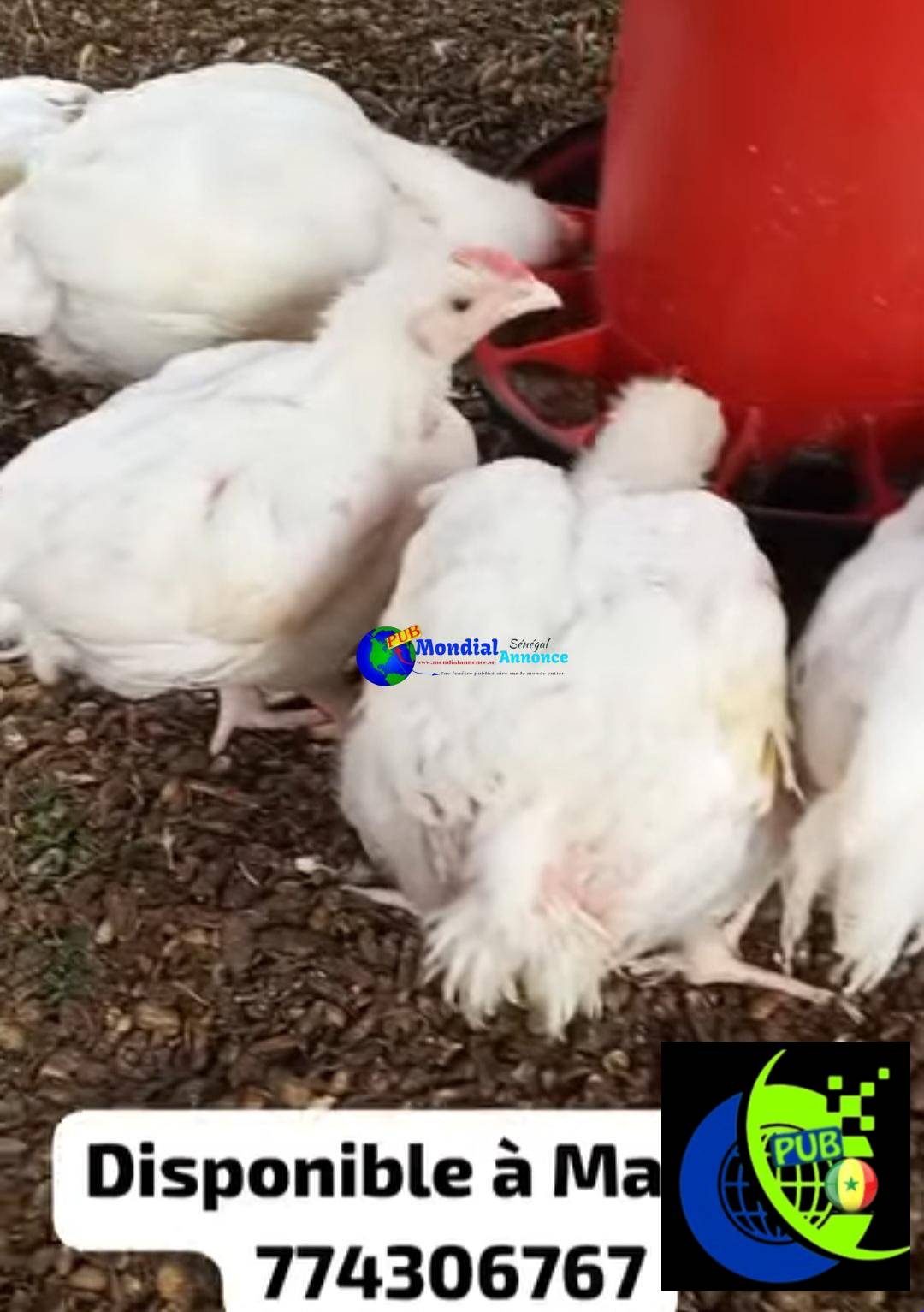 Stock de 500 Poulets sur Pieds à Malika – vendus en gros à partir de 50 Poulets