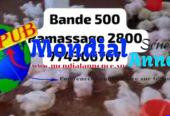 Stock de 500 Poulets sur Pieds à Malika – vendus en gros à partir de 50 Poulets
