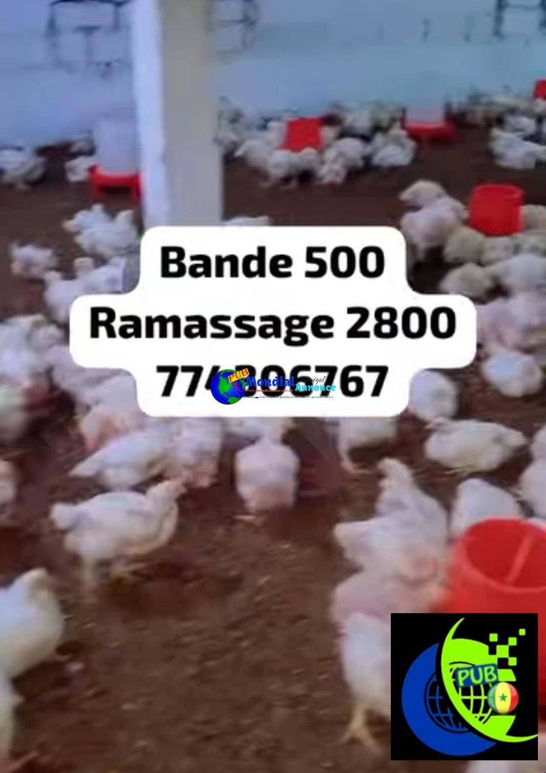 Stock de 500 Poulets sur Pieds à Malika – vendus en gros à partir de 50 Poulets