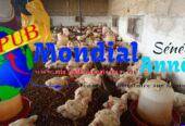 Vente : Des Poulets de Chair frais (1,8 kg à 1,9 kg) à Tivaouane Peulh