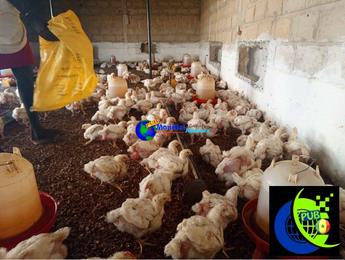 Vente : Des Poulets de Chair frais (1,8 kg à 1,9 kg) à Tivaouane Peulh