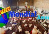 Vente : Des Poulets de Chair frais (1,8 kg à 1,9 kg) à Tivaouane Peulh