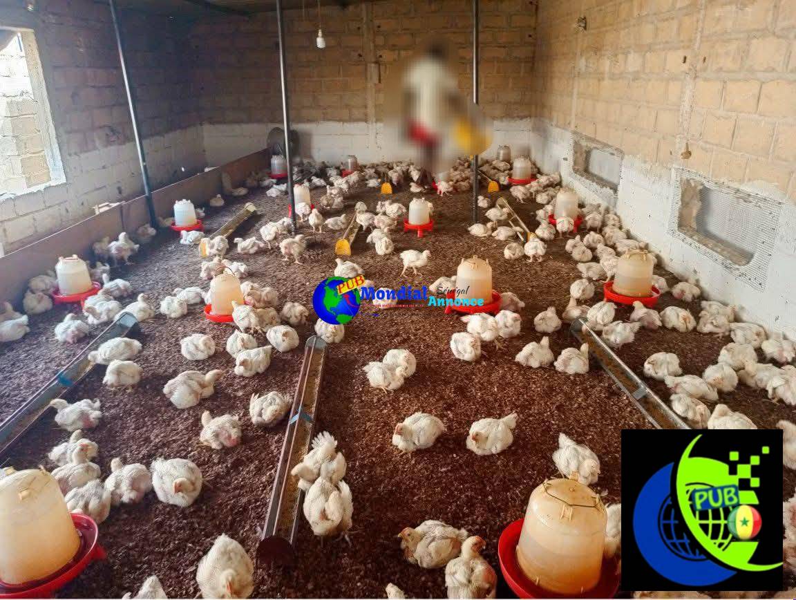 Vente : Des Poulets de Chair frais (1,8 kg à 1,9 kg) à Tivaouane Peulh