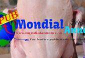 Poulets gros calibres disponibles à 3 500 FCFA